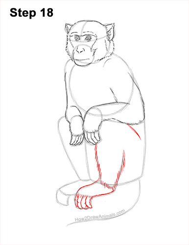 How to Draw a Rhesus Macaque Monkey Sitting 18