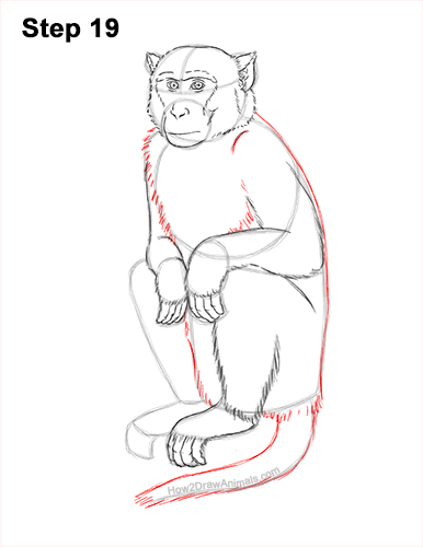 How to Draw a Rhesus Macaque Monkey Sitting 19