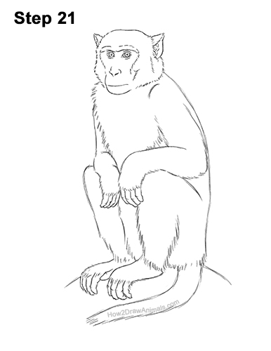 How to Draw a Rhesus Macaque Monkey Sitting 21