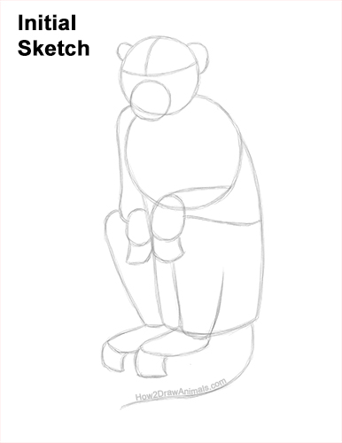 How to Draw a Rhesus Macaque Monkey Sitting Guides Lines