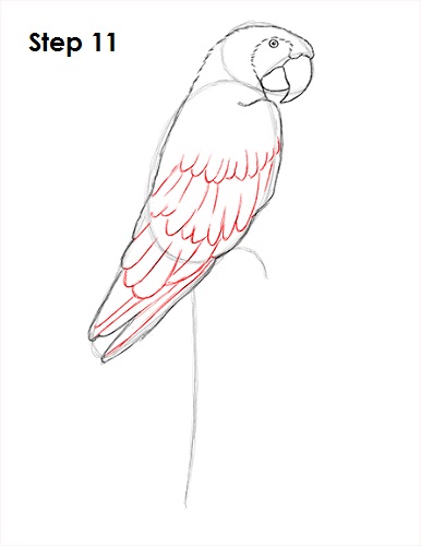 Scarlet Macaw Drawing 11 Draw Scarlet Macaw 11