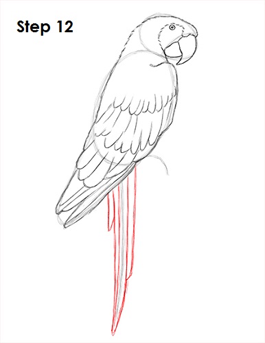 Scarlet Macaw Drawing 12 Draw Scarlet Macaw 12