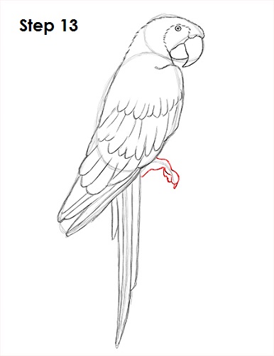 Scarlet Macaw Drawing 13 Draw Scarlet Macaw 13