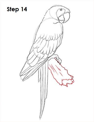 Scarlet Macaw Drawing 14 Draw Scarlet Macaw 14
