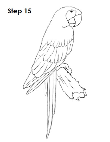 Scarlet Macaw Drawing 15 Draw Scarlet Macaw 15