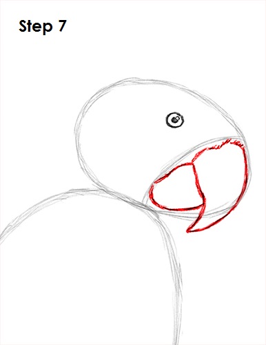 Scarlet Macaw Drawing 7 Draw Scarlet Macaw 7