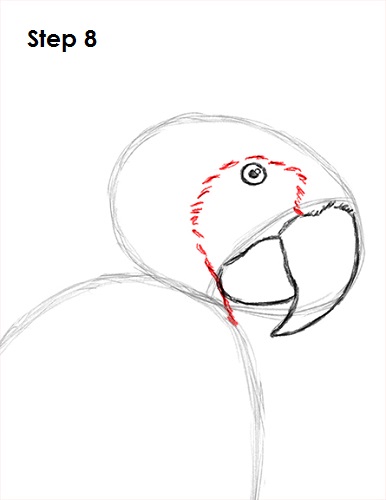 Scarlet Macaw Drawing 8 Draw Scarlet Macaw 8