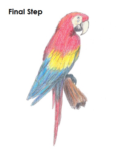 Scarlet Macaw Drawing Final Draw Scarlet Macaw Final