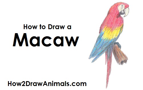 Scarlet Macaw Drawing How to Draw a Scarlet Macaw Color Side View
