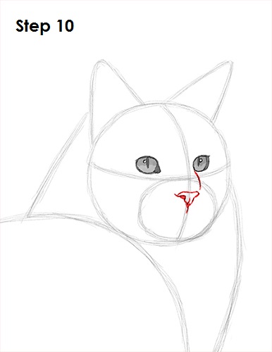 Draw Maine Coon Cat 10