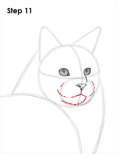 Draw Maine Coon Cat 11