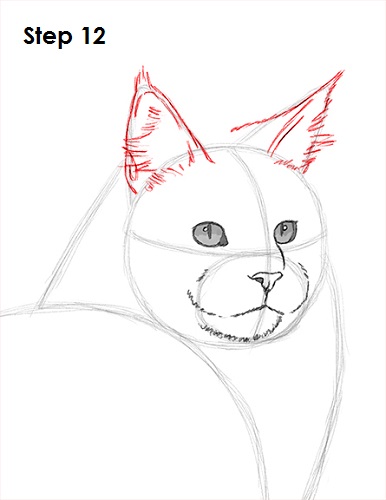 Draw Maine Coon Cat 12