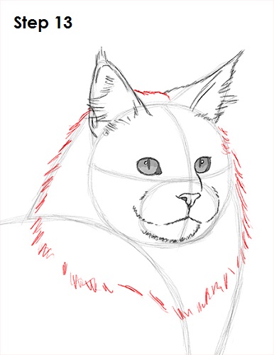 Draw Maine Coon Cat 13