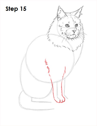 Draw Maine Coon Cat 15