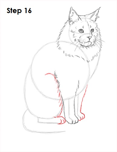 Draw Maine Coon Cat 16