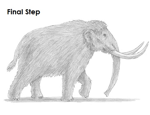 Mammoth Drawing Draw a Mammoth