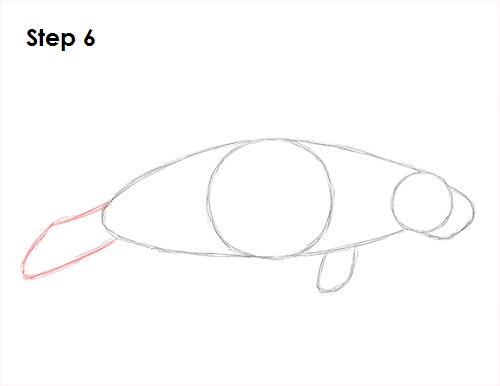 Manatee Drawing 6 Draw Manatee 6