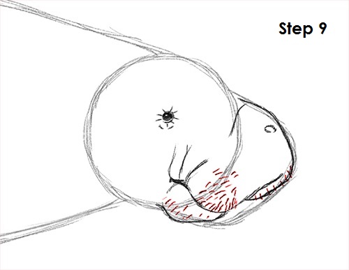 Manatee Drawing 9 Draw Manatee 9