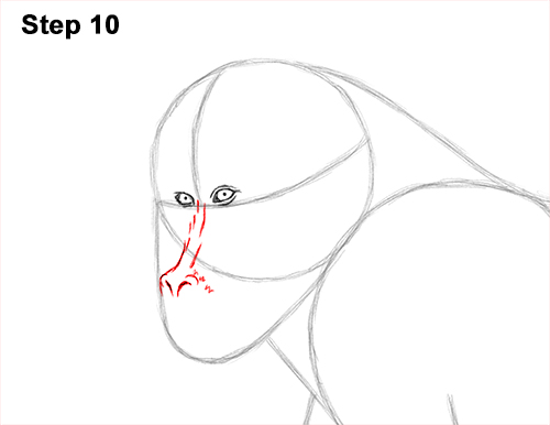 How to Draw Male Mandrill Baboon Monkey Walking 10