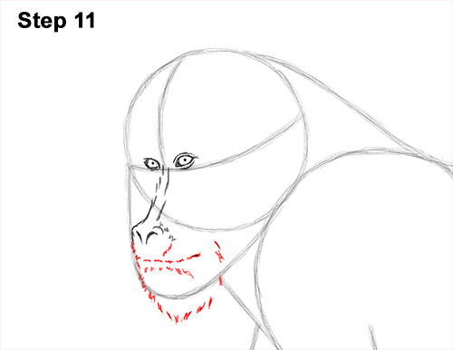 How to Draw Male Mandrill Baboon Monkey Walking 11