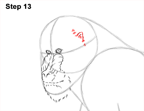 How to Draw Male Mandrill Baboon Monkey Walking 13