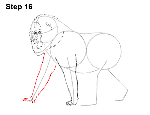How to Draw Male Mandrill Baboon Monkey Walking 16