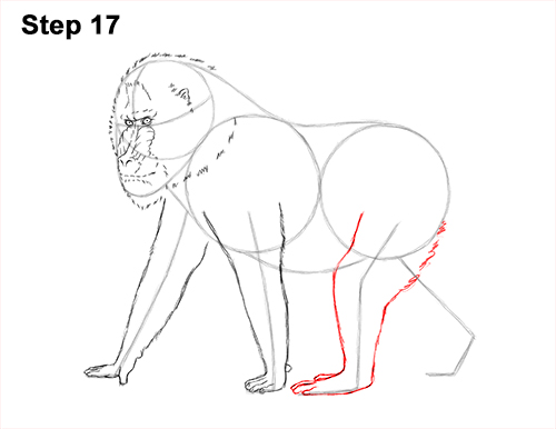 How to Draw Male Mandrill Baboon Monkey Walking 17