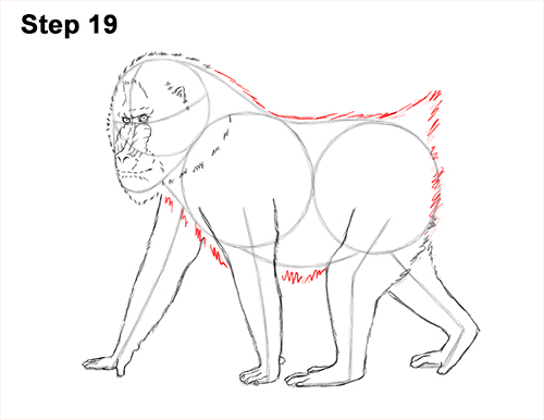 How to Draw Male Mandrill Baboon Monkey Walking 19