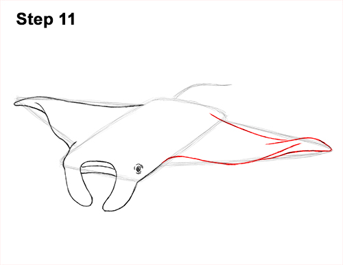 How to Draw Giant Oceanic Manta Ray 11