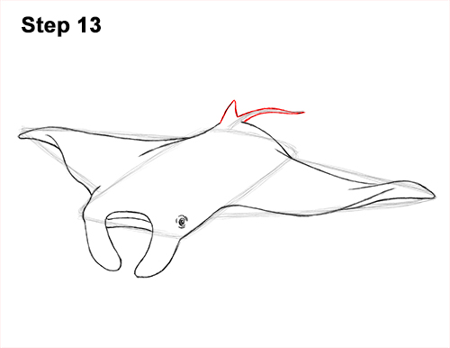 How to Draw Giant Oceanic Manta Ray 13