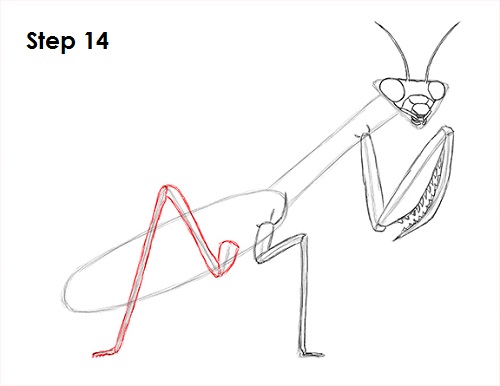 Draw Praying Mantis 14