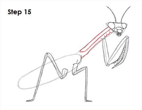 Draw Praying Mantis 15