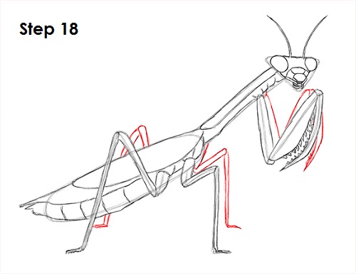 Draw Praying Mantis 18