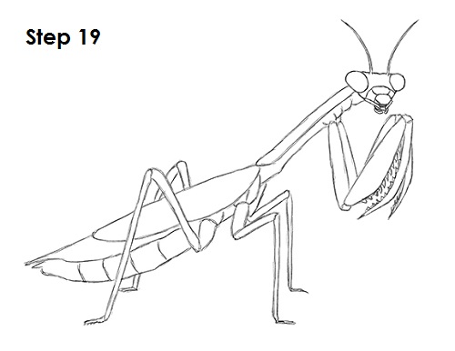 Draw Praying Mantis 19