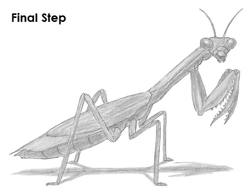 Draw Praying Mantis
