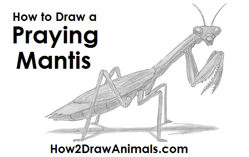 Praying Mantis Drawing Draw Praying Mantis