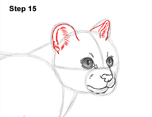 Draw a Margay 15 How to Draw a Margay Wild Cat 15