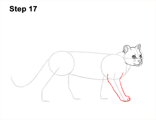 Draw a Margay 17 How to Draw a Margay Wild Cat 17