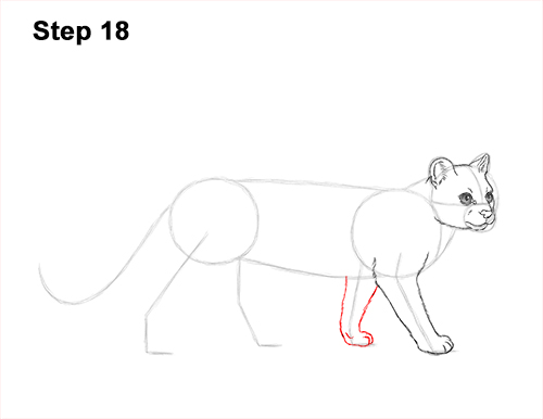 Draw a Margay 18 How to Draw a Margay Wild Cat 18