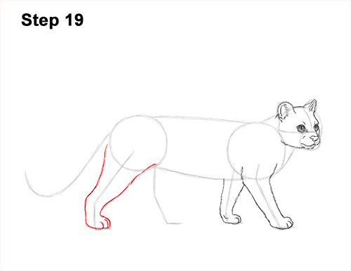 Draw a Margay 19 How to Draw a Margay Wild Cat 19