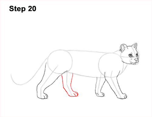 Draw a Margay 20 How to Draw a Margay Wild Cat 20