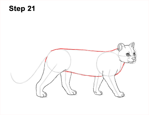 Draw a Margay 21 How to Draw a Margay Wild Cat 21