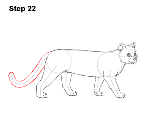 Draw a Margay 22 How to Draw a Margay Wild Cat 22