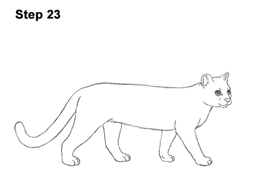 Draw a Margay 23 How to Draw a Margay Wild Cat 23