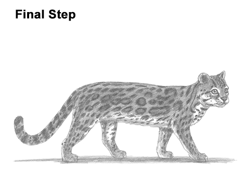 Draw a Margay How to Draw a Margay Wild Cat