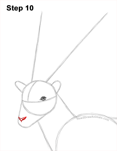 How to Draw a Bukharan Markhor Male Side View 10