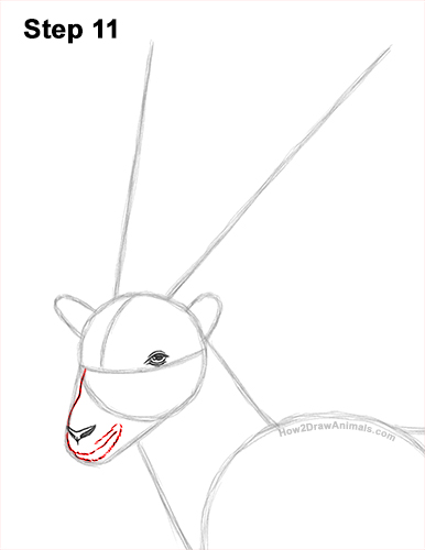 How to Draw a Bukharan Markhor Male Side View 11