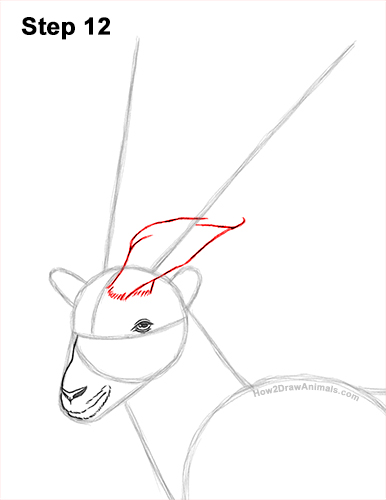 How to Draw a Bukharan Markhor Male Side View 12