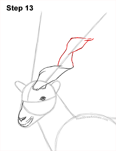 How to Draw a Bukharan Markhor Male Side View 13