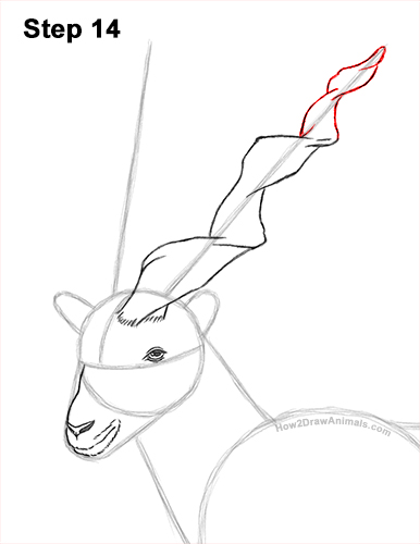 How to Draw a Bukharan Markhor Male Side View 14